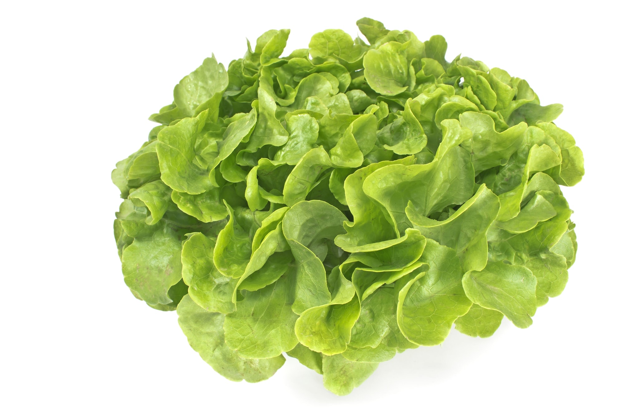7 Types of Lettuce for Every Type of Salads - Revealed!